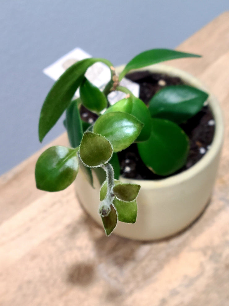 Hoya Cumingiana