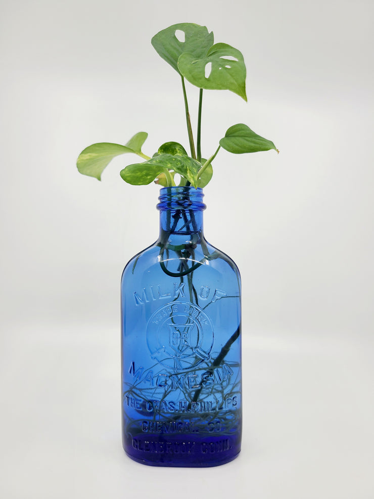 Milk of Magnesia Bottle with Plant