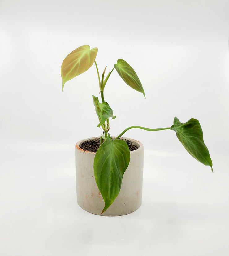 Philodendron scandens