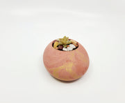 Concrete egg-shape pot with a succulent