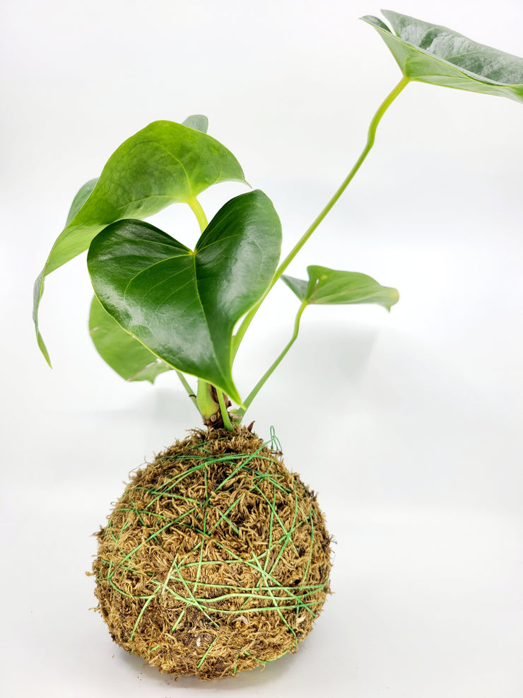 Kokedama - Anthurium Plant