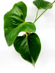 Kokedama - Anthurium Plant