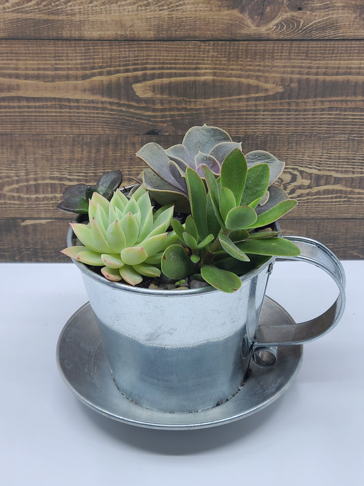 Mixed Succulents Cup