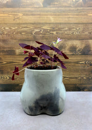 Oxalis Triangularis With Handmade Concrete Bootyful Pot