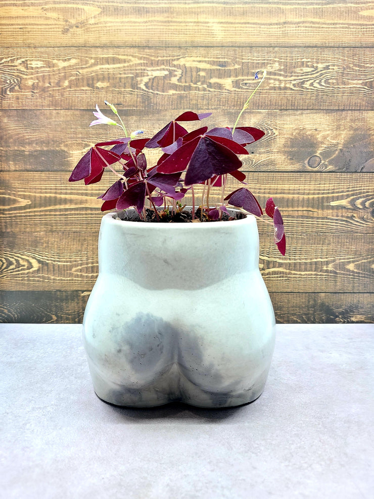 Oxalis Triangularis With Handmade Concrete Bootyful Pot