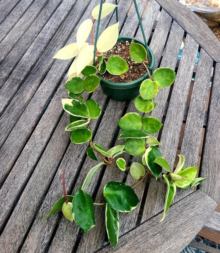 Hoya Krimson Queen