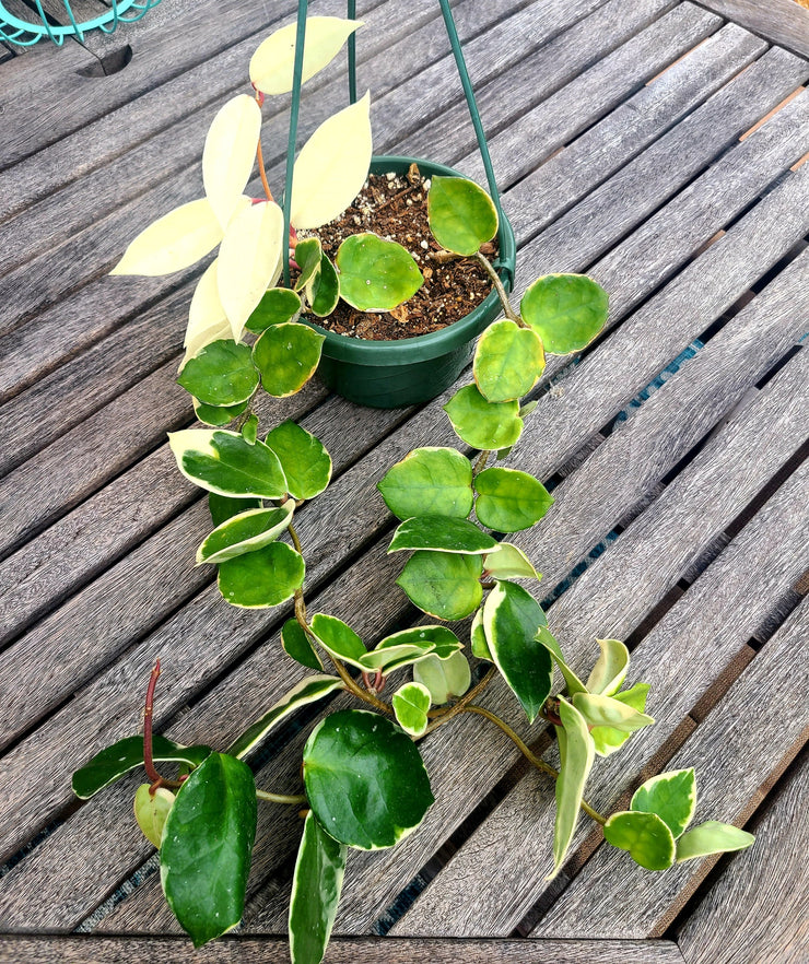 Hoya Krimson Queen