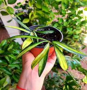 Hoya Wayetii Variegata