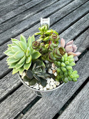 Succulent Garden