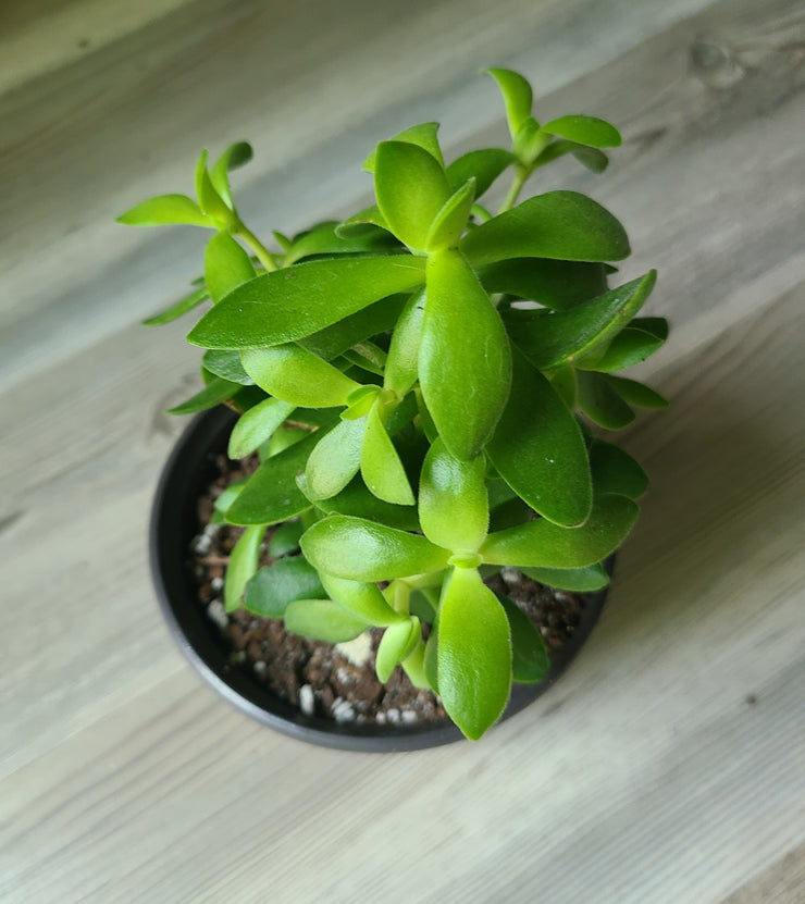 Jade Plant With 4" Handmade Concrete Pot