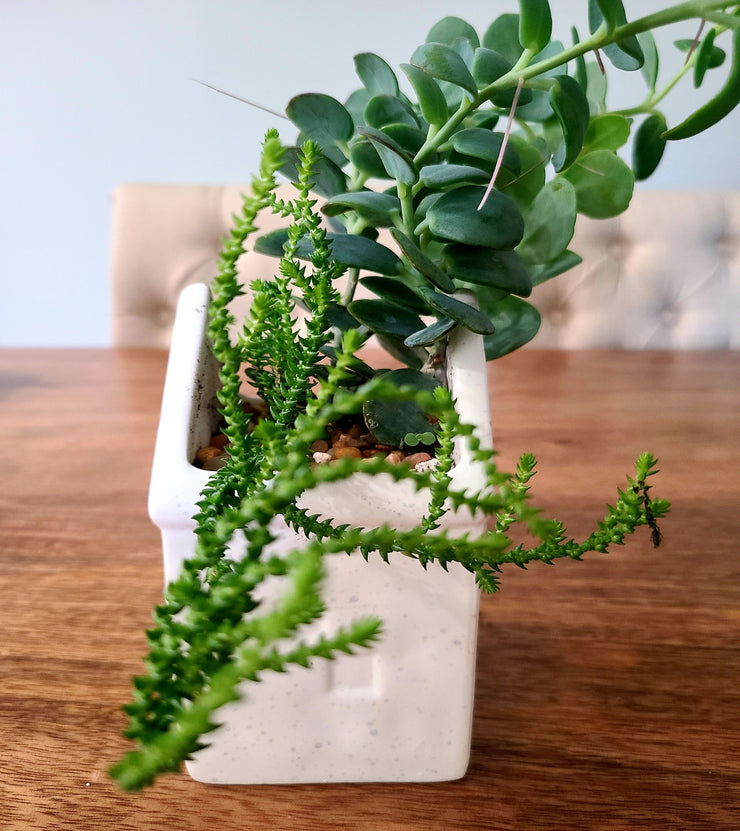 Kalanchoe marnieriana and Crassula Muscosa